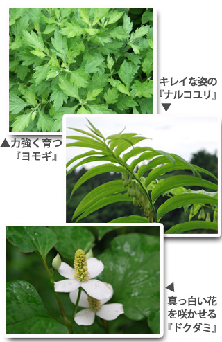 画像の説明 画像の説明