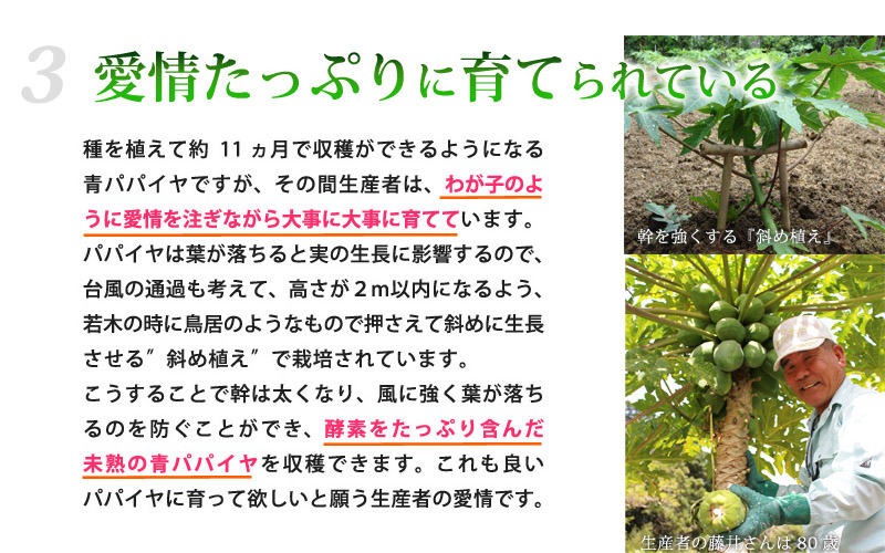 愛情たっぷりに育てられている！種を植えて約11ヵ月で収穫ができるようになる青パパイヤですが、その間生産者は、わが子のように愛情を注ぎながら大事に大事に育てています。パパイヤは葉が落ちると実の成長に影響するので、台風の通過も考えて、高さが２ｍ以内になるよう、若木の時に鳥居のようなもので押さえて斜めに成長させる”斜め植え”で栽培されています。こうすることで幹は太くなり、風に強く葉が落ちるのを防ぐことができ、酵素をたっぷり含んだ未熟の青パパイヤを収穫できます。これも良いパパイヤに育って欲しいと願う生産者の愛情です。